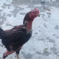 مرغ وخروس لاری با جوجه هاش