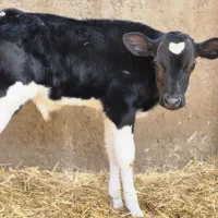 گاو و گوساله نرو ماده|حیوانات مزرعه|مرودشت, کناره|دیوار