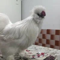 خروس ابریشمی درجه یک