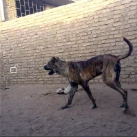 سگ نژاد اصل معاوضه با گوسفند