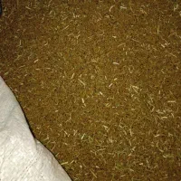 بذر و تخم یونجه خالص