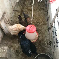 مرغ محلی و زینتی|حیوانات مزرعه|آستارا, |دیوار