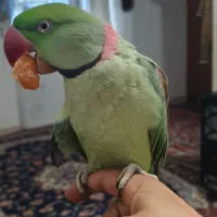 شاه طوطی سخن گو.