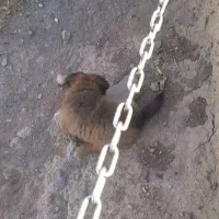 توله سگ پودل شیتزو|سگ|تفرش, |دیوار