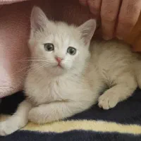 گربه بریتیش اسکاتیش