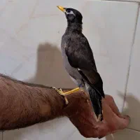 جوجه مینا شاه مرغ ۴ ماهه سخنگو