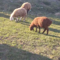 بره نر|حیوانات مزرعه|دره رود, |دیوار