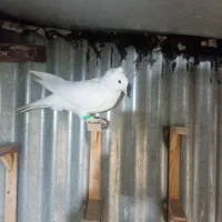 کفتر وبوم|پرنده|مشهد, نوید|دیوار