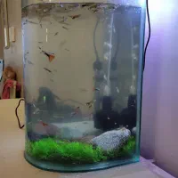 آکواریوم شیشه گرد
