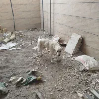 سفید برفی نژاد سرابی و افغان