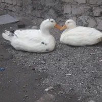 یک جفت اردک نرو ماده|حیوانات مزرعه|لنجان, |دیوار