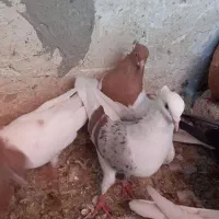 ماده زاغ دم سفید نر پلنگ ماده کله‌ی|پرنده|دورود, |دیوار