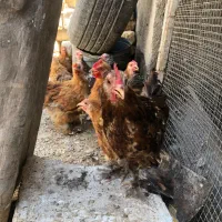 جوجه کوشین و کفتر