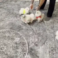 سگ شناسنامه  دار