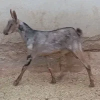 نر صلاله مخصوص داشت اطراف رویدر