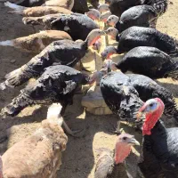 بوقلمون نر و ماده برنز|حیوانات مزرعه|شازند, |دیوار