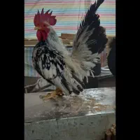 تخم نطفه داره چاپنیز اصل