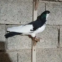 کبوتر یا کفتر
