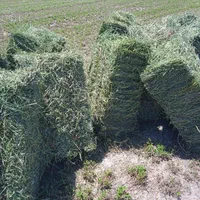 فروش عمده خوراک دام جو، یونجه ،کاه ،سبوس ،چاپر