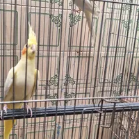 عروس هلندی، طوطی برزیلی، مرغ عشق|پرنده|دلیجان, |دیوار