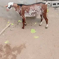 کهره نر