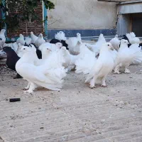 کفتر دم چتری،پاپر، کاکلی|پرنده|تهران, منیریه|دیوار