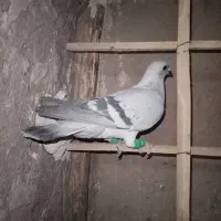 شامی|پرنده|نیشابور, مازول|دیوار