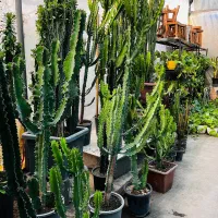 انواع کاکتوس