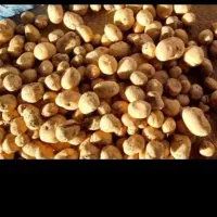 سرزن  و کندن سیب زمینی