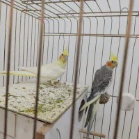 عروس هلندی