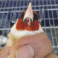 سهره چونه خطی سفید نر