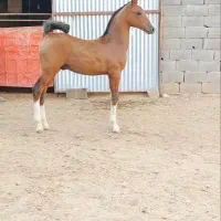 کره پنج ماهه