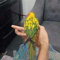 طوطی خورشیدی سان کانور|پرنده|کلاردشت, |دیوار