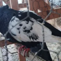 کبوتر بلند پرواز|پرنده|رودسر, |دیوار