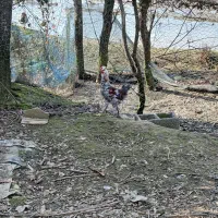 خروس گلین سه ماهه  خوش رنگ