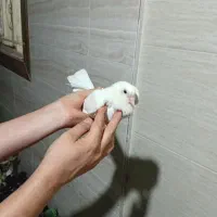 کبوتر غریب پاک سفید ماده