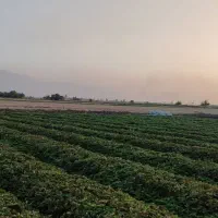 نهال بوته توت فرنگی سابرینا و کامروسا|گل و گیاه طبیعی|خان ببین, |دیوار