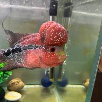 فلاور بیگ هد تایلندی رد دراگون و گلدن بیس