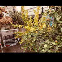 خوابگاه پانسیون دخترانه باران(شعبه۱) هفت تیر