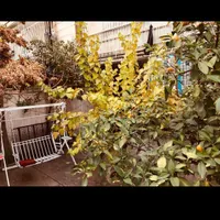 خوابگاه پانسیون دخترانه باران(شعبه۱) هفت تیر