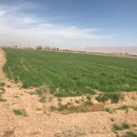 زمین-کشاورزی-نقی-اباد-مبارکه