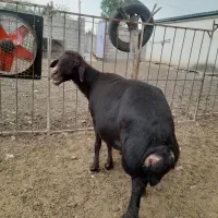 گوسفند و بره