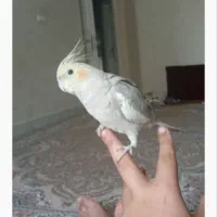 ۲ عدد عروس هلندی جفت|پرنده|گنبد کاووس, |دیوار