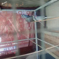 شاتو چینی الماسی