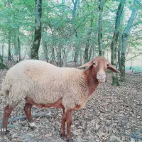 فروش یک عدد گوسفند داشتی