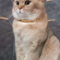 بریتیش گلدجنسیت نر