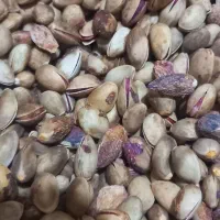 پسته کوهی خندون پسته جنگلی خندون پسته وحشی خندون