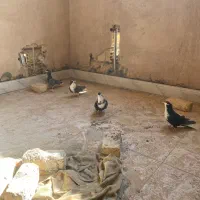 دمگیر دولا و دوبحر|پرنده|برخوار, |دیوار