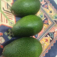 آووکادو تازه چین سایز متوسط به بالا|خوردنی و آشامیدنی|تهران, شهرک مخابرات|دیوار