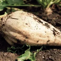 فروش چغندر قند
